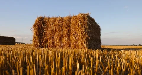 Stacks of golden wheat straw in a field at sunset , rectangular stacks of straw Video stock 294693897