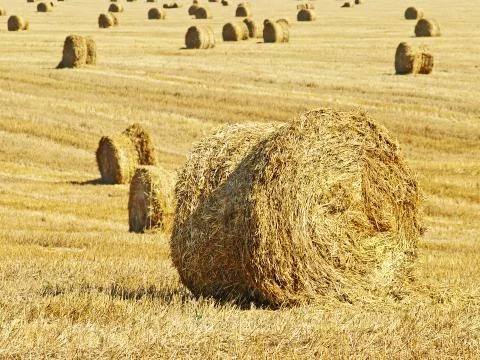 Stacks of hay. Stock Photos
