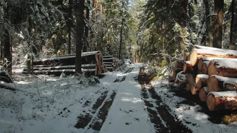 Stacks of logs along a snow-covered road in a dense coniferous forest Stock Footage 196279102
