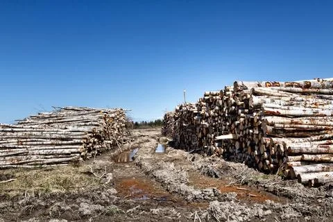 Stacks of logs of birch Fotos Stock
