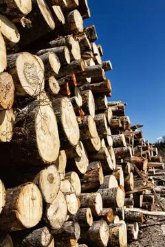Stacks of logs of birch Stock Photos