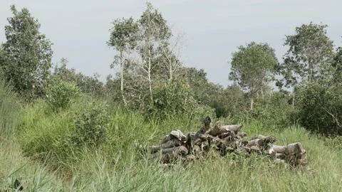 Stacks of Melaleuca cajuputi tree logs in peatland forest Stock Footage 158409079