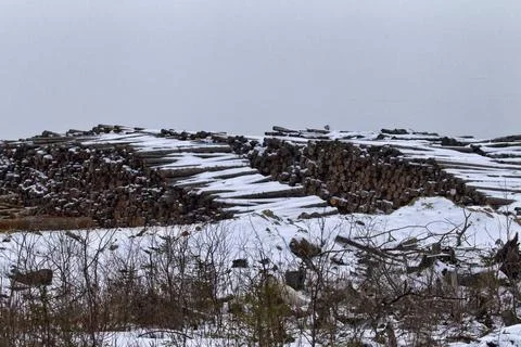 Stacks of roundwood (pine) Stock Photos