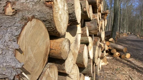 Stacks of Sawed Tree Trunks in the Forest Video stock 106398010