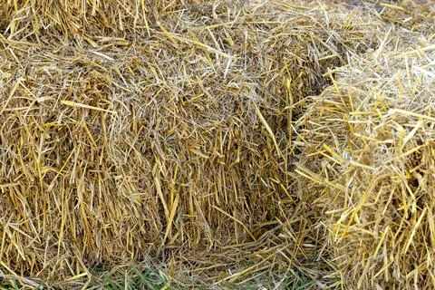 Stacks of straw. Alternative fuel source. Stock Photos