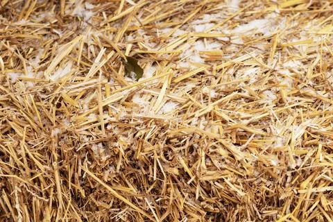 Stacks of straw. Alternative fuel source. Stock Photos