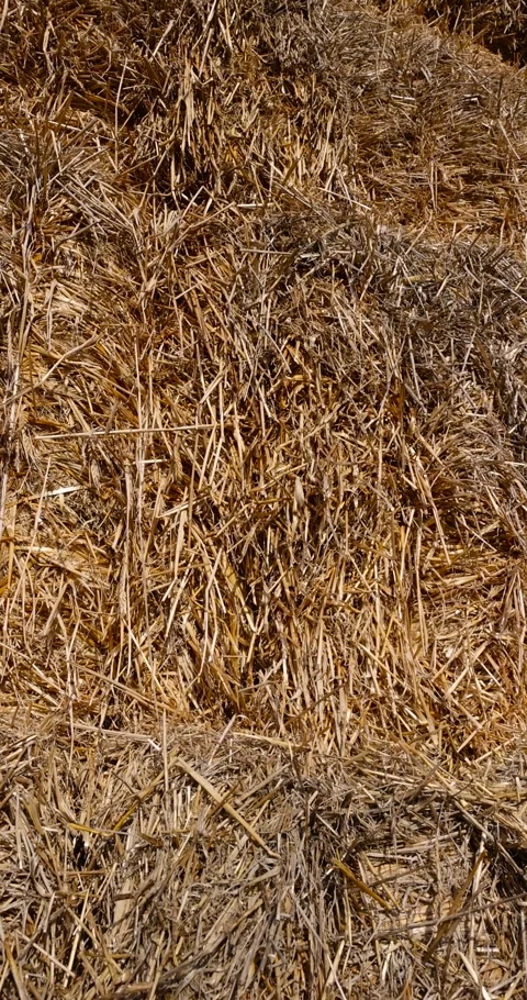 Stacks of straw for storage in the field , close up, stacked one on one stack of Video stock 312159595