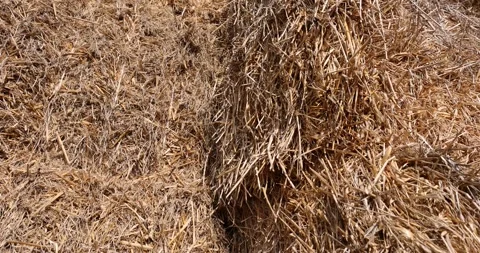 Stacks of straw for storage in the field , stacked one on one stack of wheat Video stock 311347972