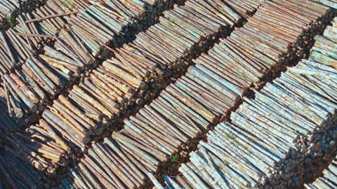 Stacks of timber logs neatly arranged in massive rows for processing and storage Stock Footage 313114842