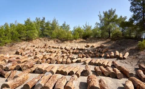 Stacks of tree log in nature Stock Photos