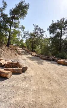 Stacks of tree log in nature Stock Photos