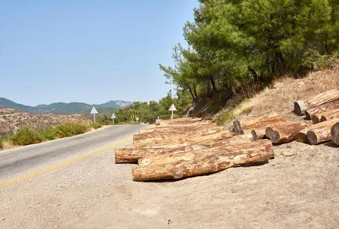 Stacks of tree log in nature Stock Photos