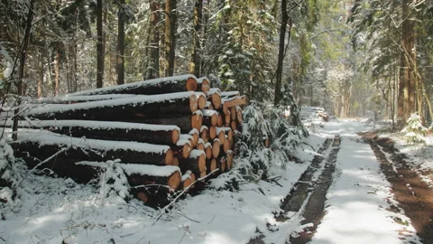Stacks of tree logs along the trail in the forest 스톡 동영상 176705338