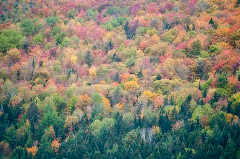 Stacks of trees in mist Stock Photos