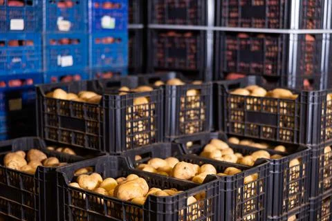 Stacks of vegetable boxes with freshly potatoes in storage warehouse at 스톡 사진