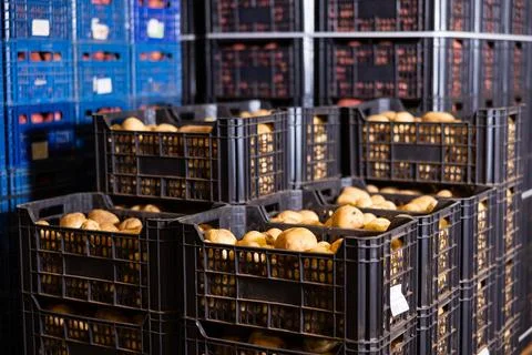 Stacks of vegetable boxes with freshly potatoes in storage warehouse at Foto stock