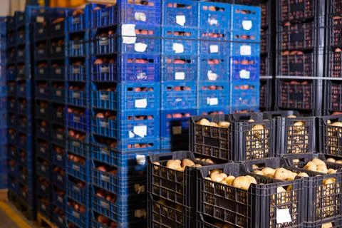 Stacks of vegetable boxes with freshly potatoes in storage warehouse at 스톡 사진