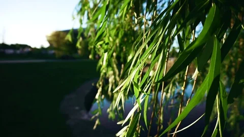 Stadium through willow leaf Stock Footage