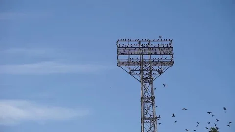 Stadium tower are crowded with birds, part of the flock flies around Stock Footage 69226486