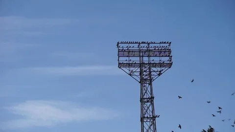 Stadium tower are crowded with birds, part of the flock flies around Stock Footage 69227239