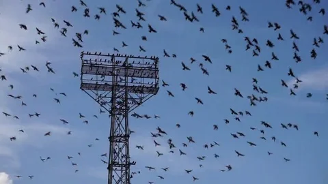 Stadium tower are crowded with birds Stock Footage 69228514