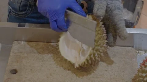 The staff open the shell of the ripe durian, revealing the yellow flesh inside. Video stock 341776100