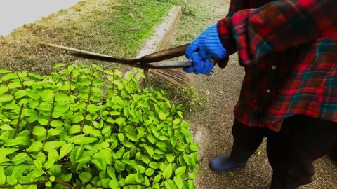 Staff at the scissors used to cut a beautiful small tree in front of the house. Stock Footage 134993153
