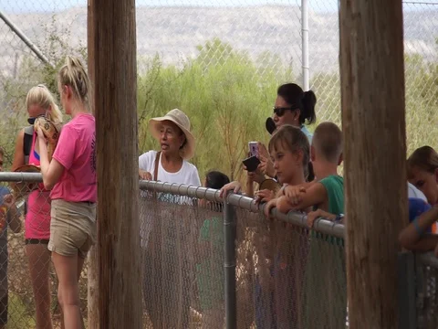 Staff Showing Burmese python To Tourists At Out Of Africa Park Arizona 스톡 동영상 92447321