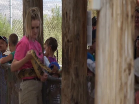 Staff Showing Burmese python To Tourists At Out Of Africa Park Arizona Video stock 92447385