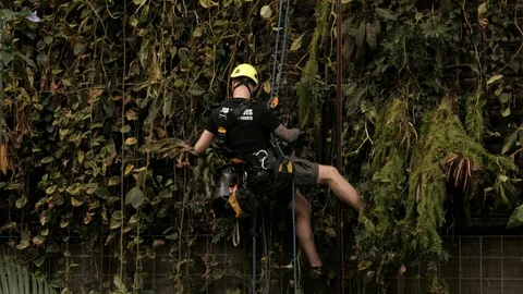 Staff workers clean dry greenery from walls at Afrykarium Jungles Stock Footage 88428052