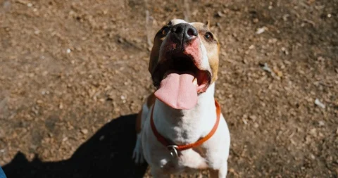 Staffordshire terrier dog with opened Stock Video Pond5