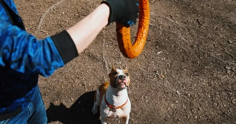 Staffordshire terrier playing with puller. Master of dog throw toy to his pet. Stock Footage 130151985