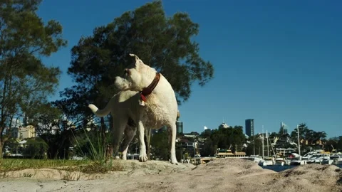 A Staffy cross dog next to Sydney harbour in Balmain 4K Stock Footage 166375882
