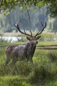 Stag after mud bath Foto stock