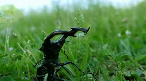 Stag beatle (Lucanus cervus) with threatening mandibles in green grass Stock Footage 64899684