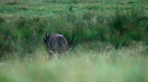Stag beds down and bugles. Stock Footage 50053154