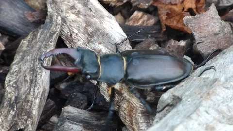 Stag Beetle 00008 Stock Footage 91869996