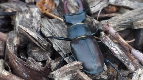 Stag Beetle 00008b Stock Footage 91870020