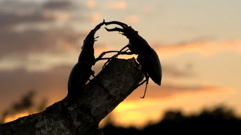 Stag Beetle 10 Lucanus cervus males square up Stock Footage 148516495