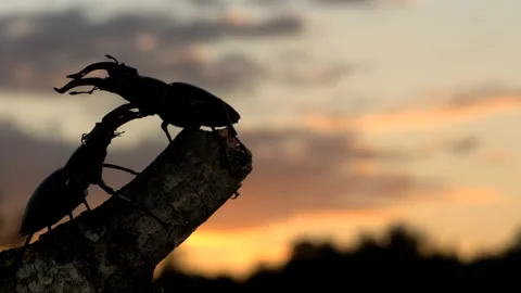 Stag Beetle 12 Lucanus cervus males fighting Stock-Footage 148516541