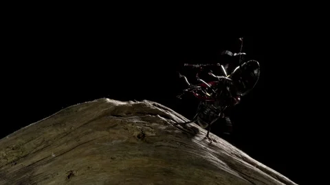 Stag Beetle 12 Lucanus cervus males fighting Stock-Footage 148516582