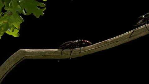 Stag Beetle 16 Lucanus cervus males fighting Stock Footage 148516650