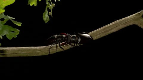 Stag Beetle 19 Lucanus cervus males fighting Stock-Footage 148516737