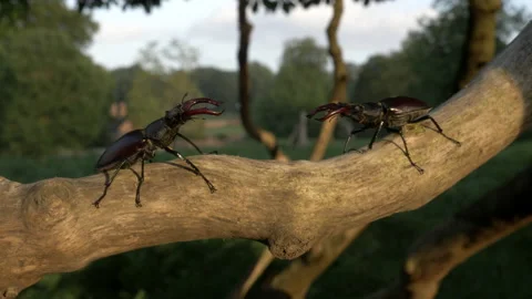 Stag beetle 2 Lucanus cervus males fighting Stock Footage 148516840