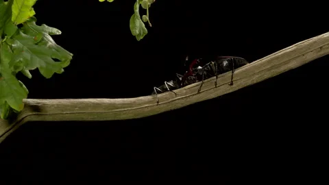 Stag beetle 21 Lucanus cervus males fighting Stock Footage 148516751