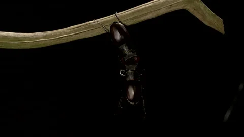 Stag Beetle 22 Lucanus cervus males fighting Stock Footage 148516772