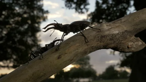 Stag beetle 27 Lucanus cervus males fighting Stock Footage 148516925