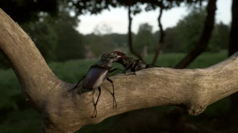 Stag beetle 3 Lucanus cervus males fighting Video stock 148516874