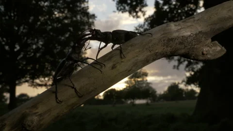 Stag beetle 5 Lucanus cervus male stag beetles Stock Footage 148516974