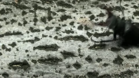 Stag Beetle attacks Stock-Footage 11266752